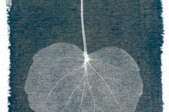 cyanotype-pirjolempea-6