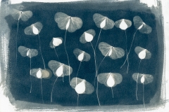 cyanotype-pirjolempea-8